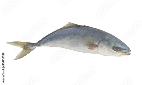 Fototapeta Naklejka Na Ścianę i Meble -  Raw amberjack fish isolated on white background