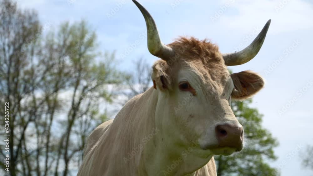 Cow with majestic horns and insects on face overwatching territory in close up Cow with majestic horns and insects on face overwatching territory in close up