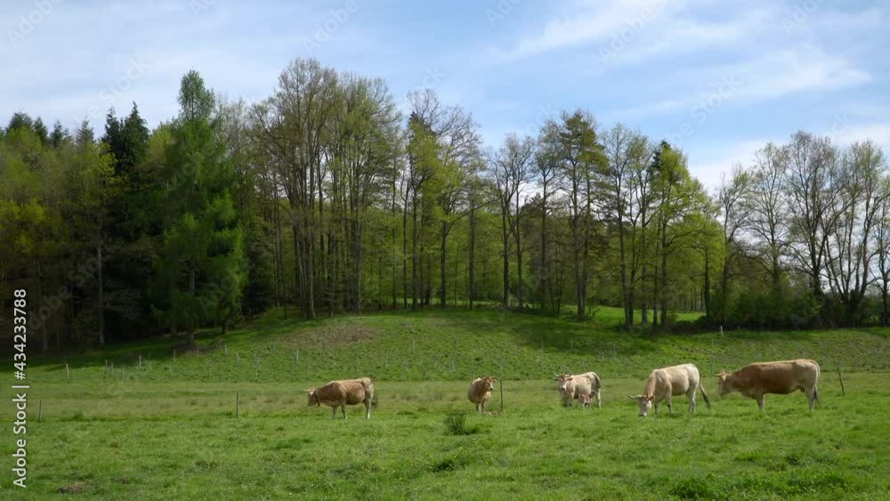 Herd of cows grazing on vibrant green meadow in handheld view Herd of cows grazing on vibrant green meadow in handheld view