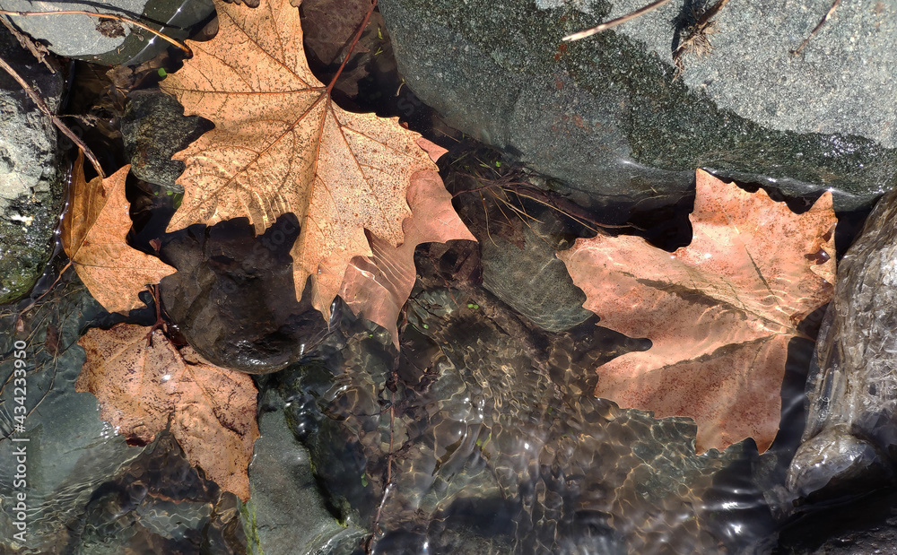 Autumn maple leaves in the water of a mountain river. Background. Fall.