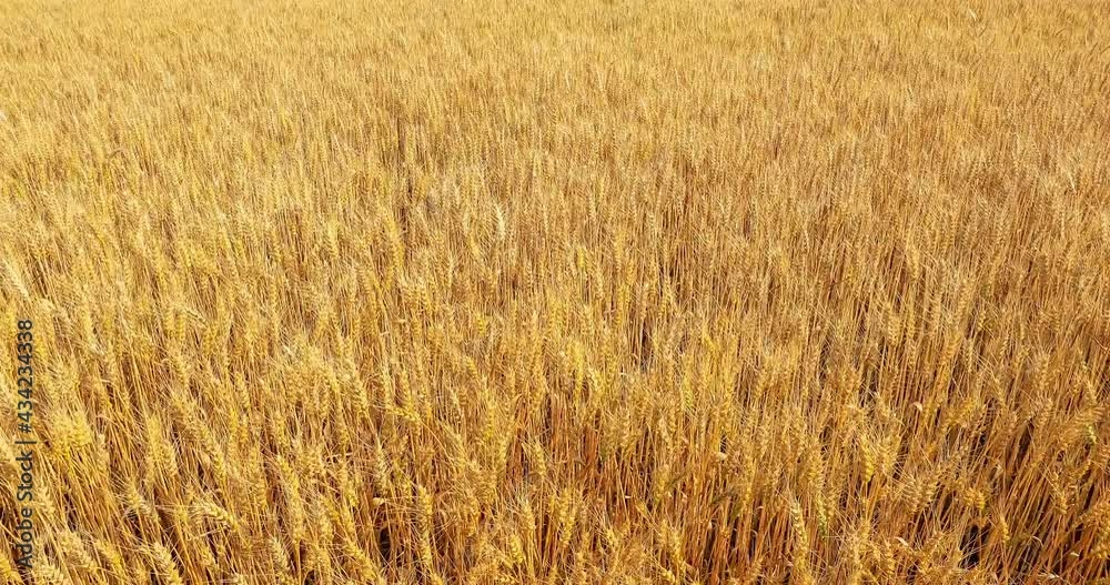 Ripe wheat in a farmland field,wheat ears sway in the wind. Ripe wheat in a farmland field,wheat ears sway in the wind.