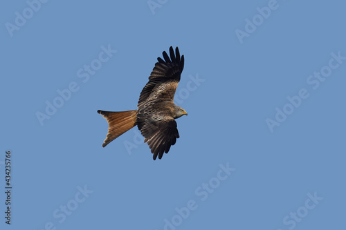 Red kite (Milvus milvus) © dennisjacobsen