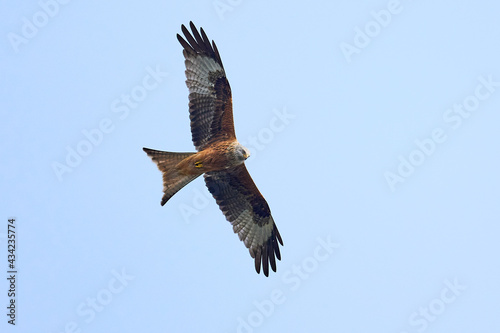 Red kite  Milvus milvus 