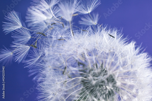 Macrophotography of a dandelion. The white fluff is close. Parachutists fly away from a flower on a colored background.
