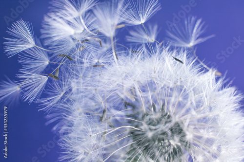 Macrophotography of a dandelion. The white fluff is close. Parachutists fly away from a flower on a colored background.