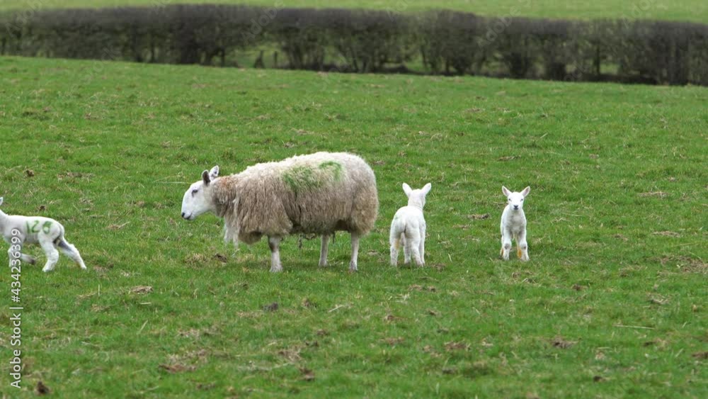 Sheep and Baby Lambs In An Empty Green Field Sheep and Baby Lambs In An Empty Green Field