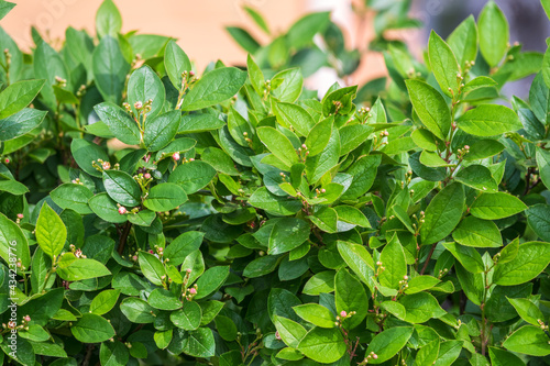 Wallpaper Mural Green bushes with young leaves in the sunset Torontodigital.ca