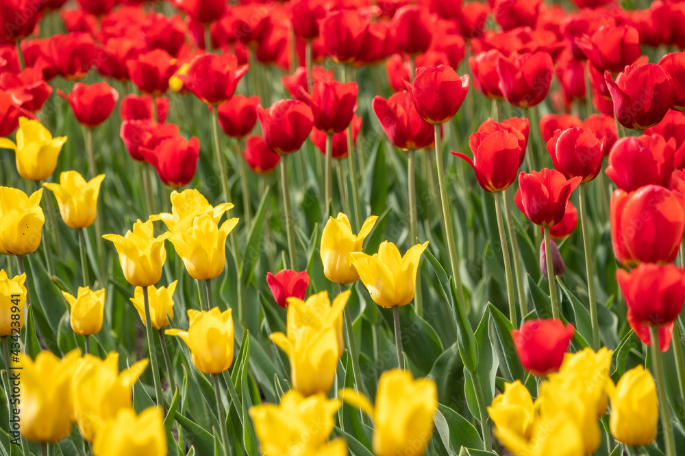 Red and yellow tulips on a green background