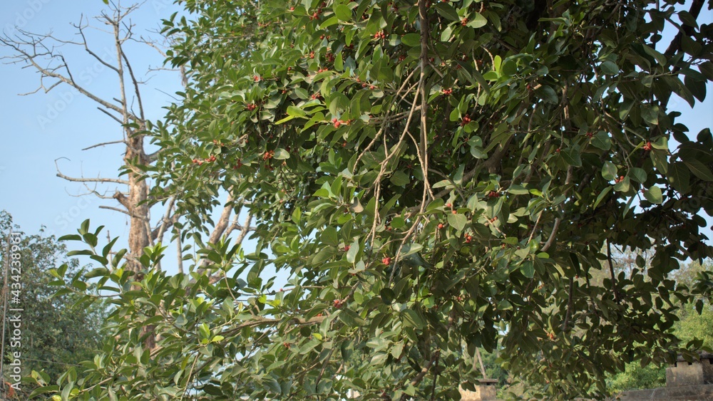 BANIAN TREE BRANCHES WITH FLOWERS BANIAN TREE BRANCHES WITH FLOWERS