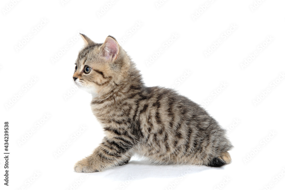 Obraz premium a striped purebred kitten sits on a white background