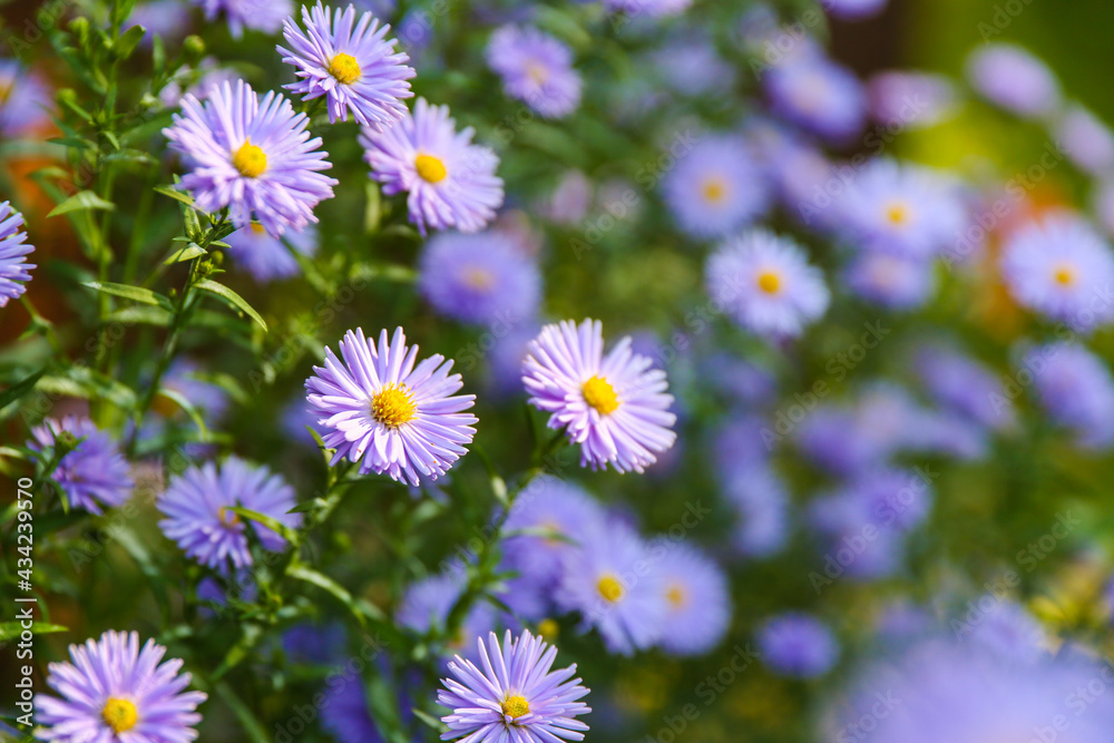 blue asters are on green nature background close up with soft focus blue asters are on green nature background close up with soft focus