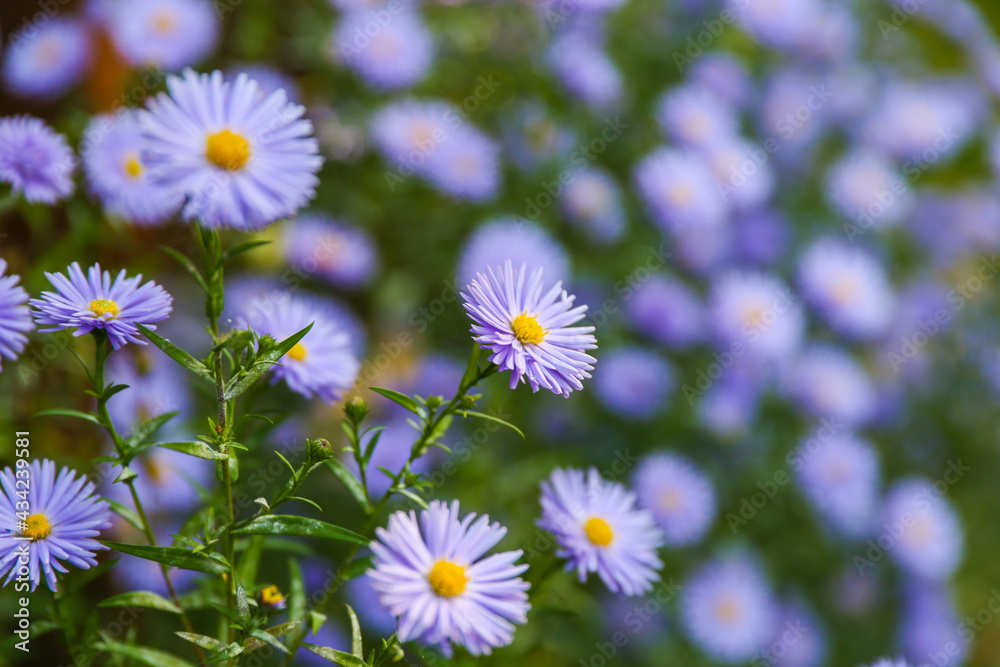 blue asters are on green nature background close up with soft focus blue asters are on green nature background close up with soft focus