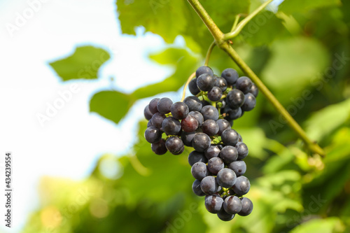 bunch of grapes on the background of a vine with sun glare