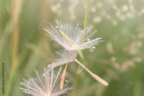 Dandelion clocks falling gently in a field of grass and white flowers.