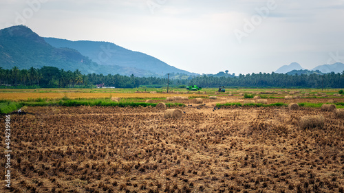 An agricultural field. Round bundles of dry grass in the field. Bales of hay to feed cattle in winter.