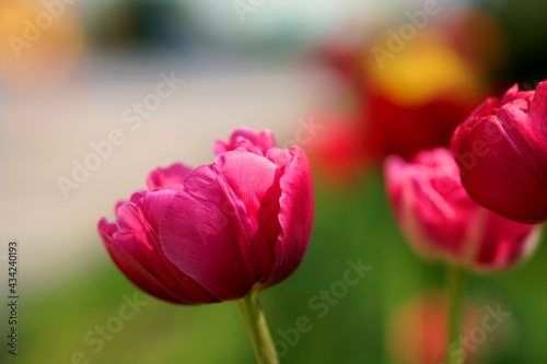 Pink Flowers On A Beautiful Sunny Day 