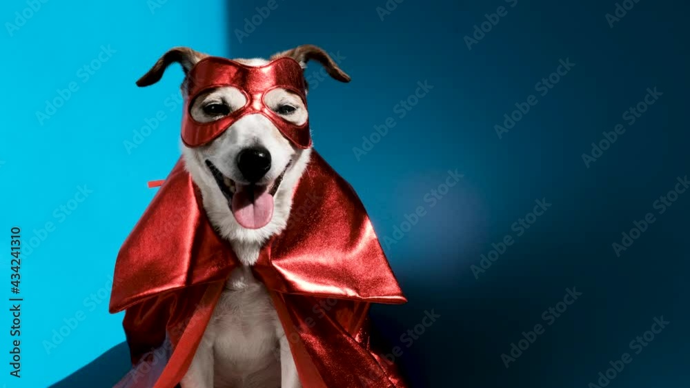 Happy Jack Russell Terrier dog in red superhero mask and cape sitting on blue background in studio and looking at camera. Cute dog in superhero costume in studio Happy Jack Russell Terrier dog in red superhero mask and cape sitting on blue background in studio and looking at camera. Cute dog in superhero costume in studio
