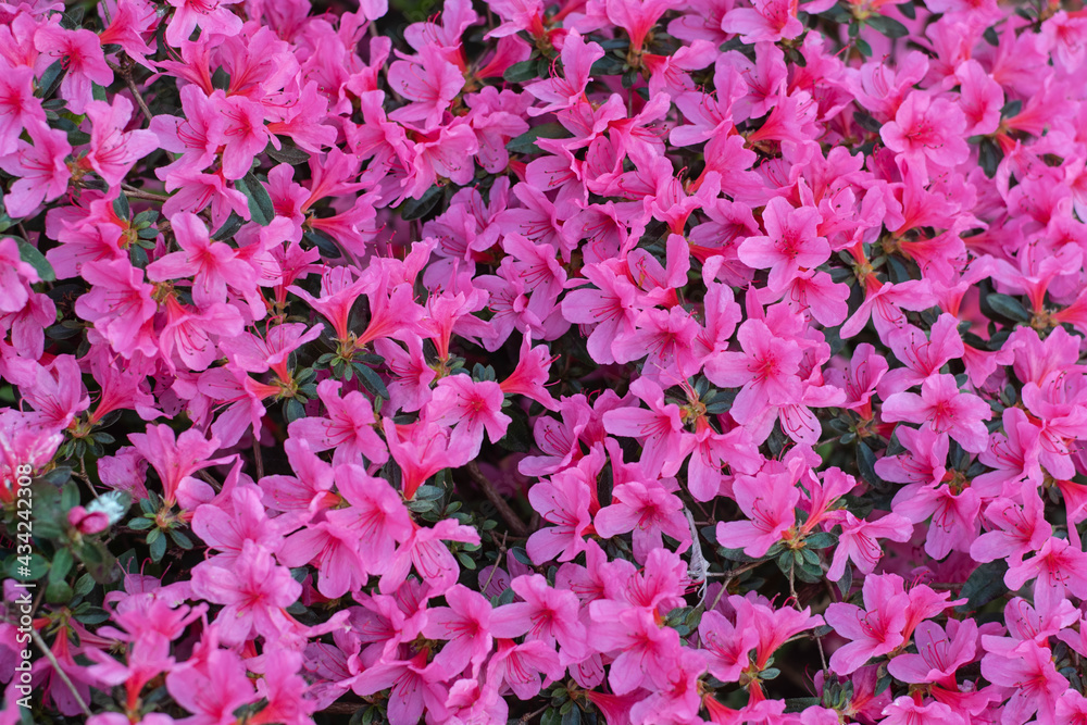 Background of fuksia azaleas in springtime. Flower background.