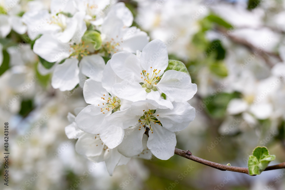 Blooming flowers on apple tree on a sunny spring day Blooming flowers on apple tree on a sunny spring day