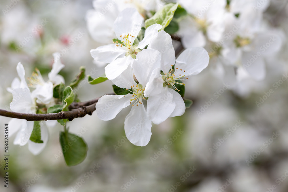 Blooming flowers on apple tree on a sunny spring day Blooming flowers on apple tree on a sunny spring day