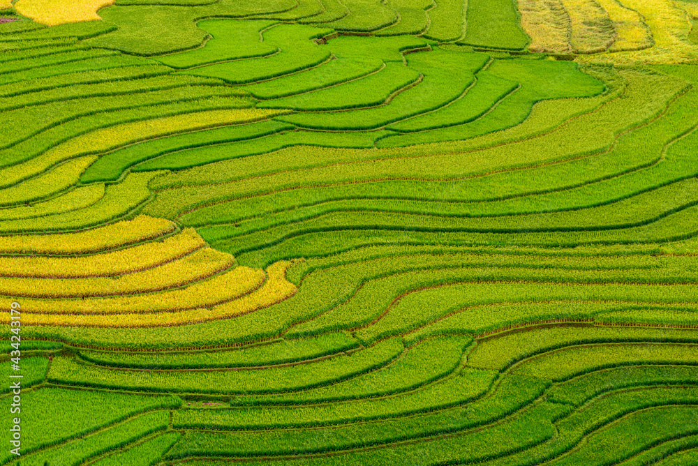 Rice fields on terraced beautiful shape of TU LE Valley, view on the road between Nghia Lo and Mu Cang Chai, Yen Bai province, Vietnam. Rice fields on terraced beautiful shape of TU LE Valley, view on the road between Nghia Lo and Mu Cang Chai, Yen Bai province, Vietnam.