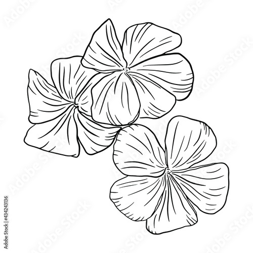 Three beautiful plumeria flowers close-up on a white background. Black and white vector outline illustration of blossoming flowers for invitations, prints, cards, textiles.
