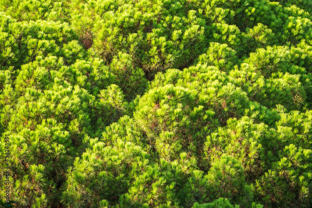 Closeup photo of green needle pine tree. Small pine cones at the end of branches. Blurred pine needles in background