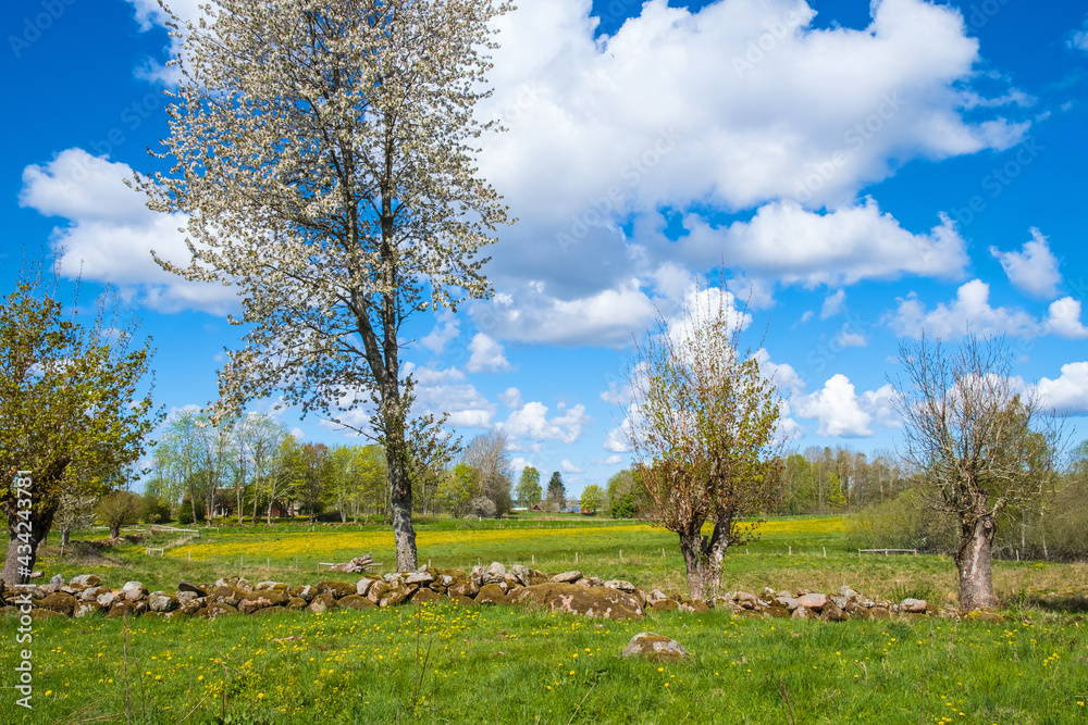 Flowering fruit trees at a stone wall in a meadow Flowering fruit trees at a stone wall in a meadow