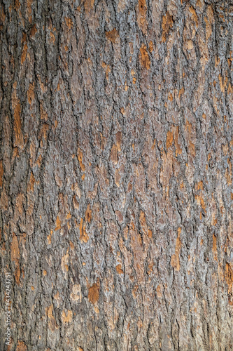 Bark of pine tree. Natural coniferous bark background