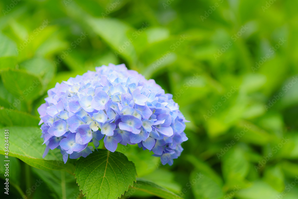 紫陽花 紫陽花