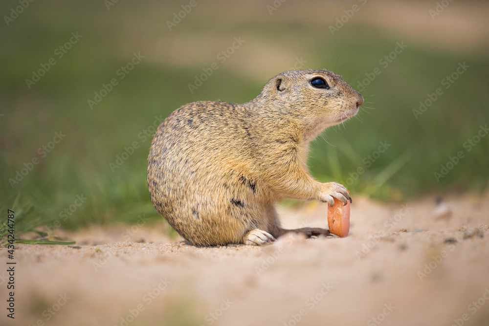 The European ground squirrel, Spermophilus citellus