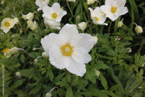 White flowers of anemone in the forest on a sunny day in spring