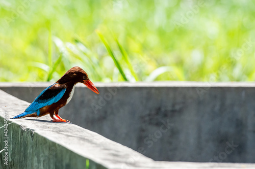 Curious White-throated kingfisher (Halcyon smyrnensis) perched	and looking
 photo