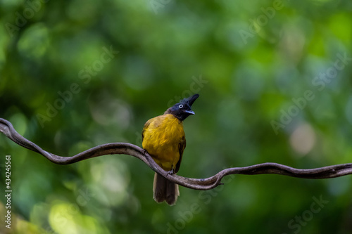 Obraz na plátně A black-crested bulbul is perching on a horizontal climber.