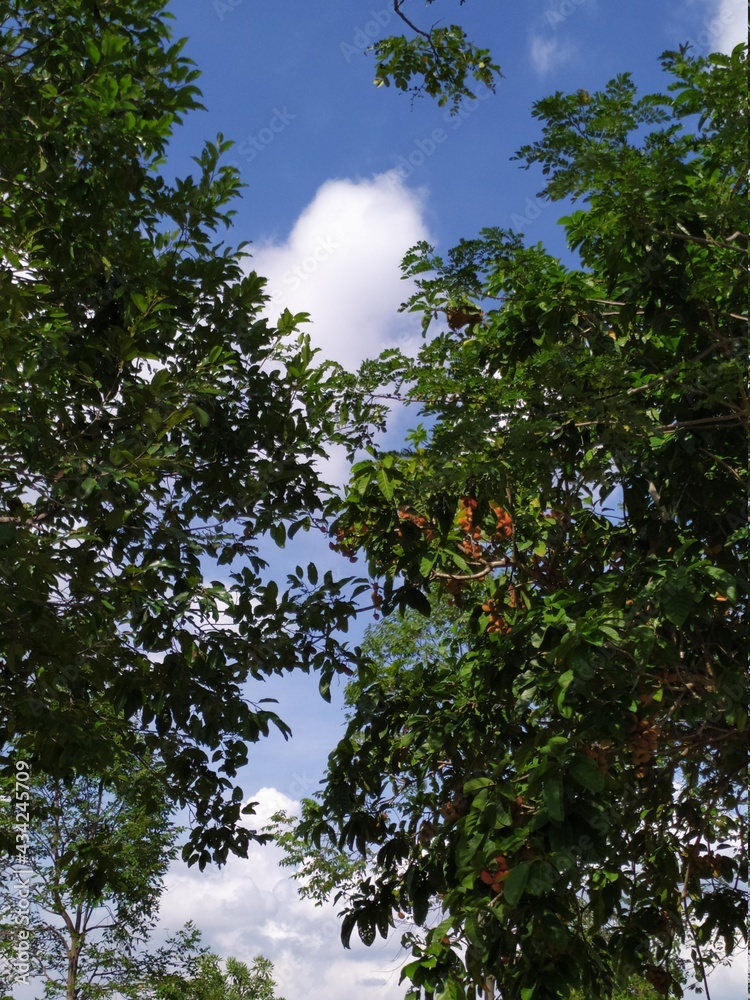 trees and sky trees and sky
