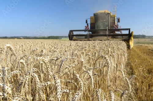Fotografie Moisson blé. Moissonneuse avec épis de blé en premier plan