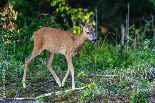 Reh (Capreolus capreolus) © Rolf Müller