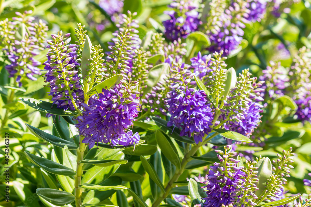closeup of New Zealand native hebe plant with purple flowers in bloom closeup of New Zealand native hebe plant with purple flowers in bloom