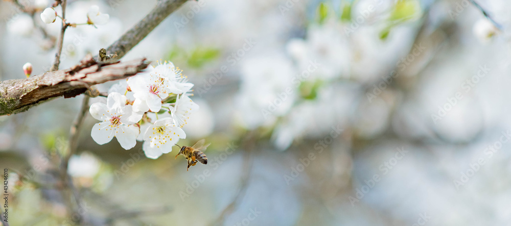 Banner background with bee and blooming tree branches, honey production and spring concept Banner background with bee and blooming tree branches, honey production and spring concept