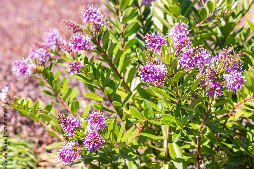 Naklejka premium closeup of New Zealand native hebe plant with pink flowers in bloom, blurred background and copy space