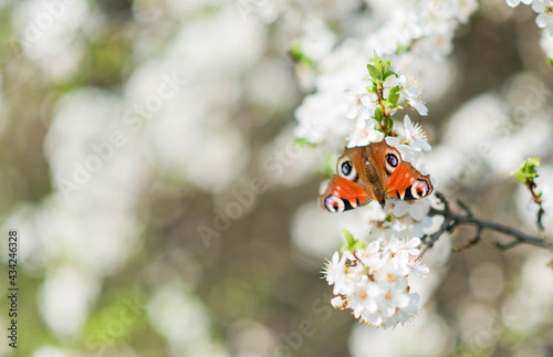Banner background with butterfly and blooming tree branches, spring concept