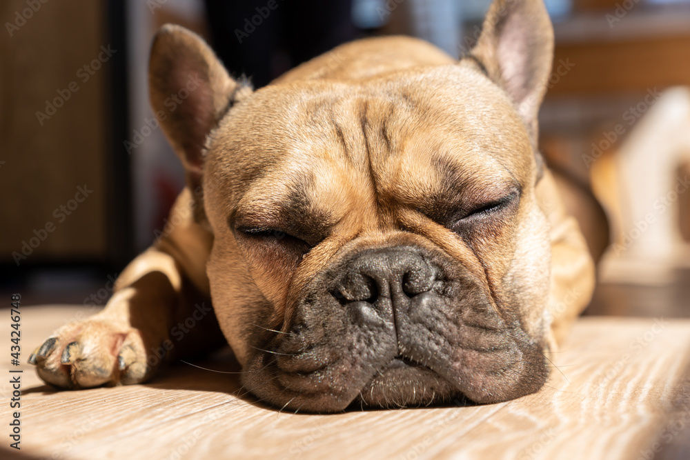 Sleep and Cute brown french bulldog lay down on paws on a floor