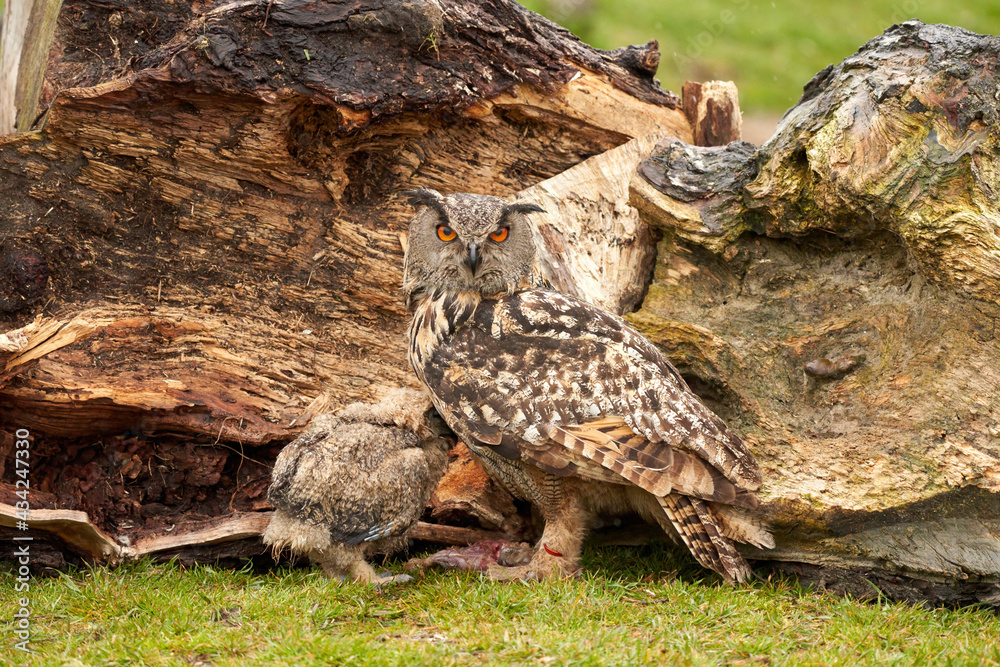 A six week old owl chick eagle owl with its mother. A piece of bloody meat from the prey lies on the ground