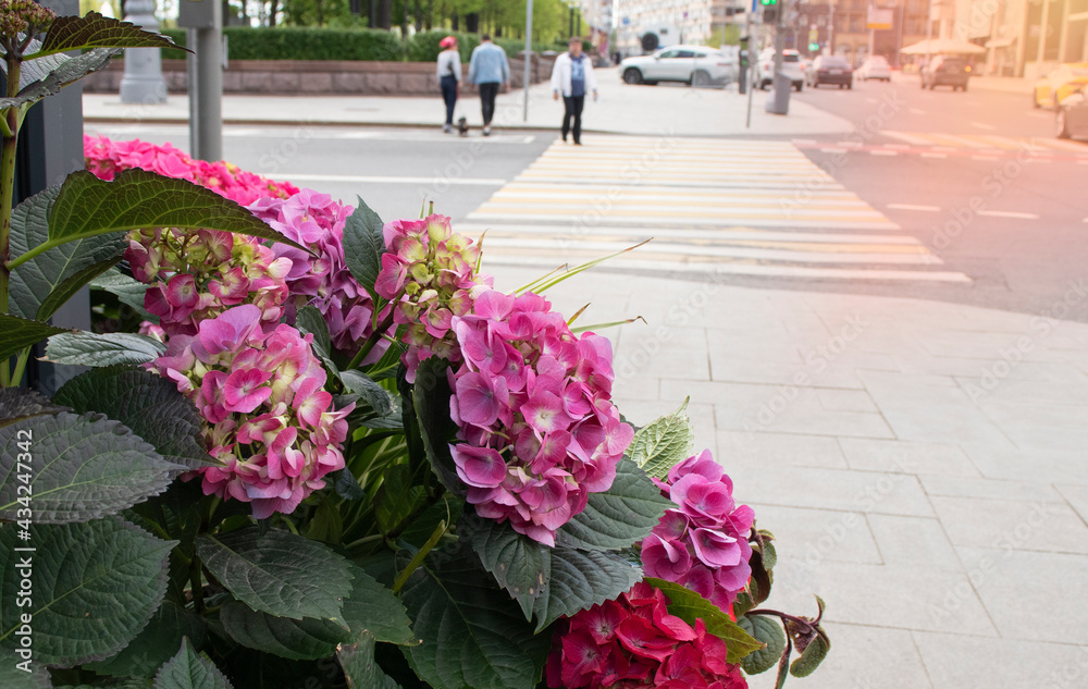 city street with flower beds
