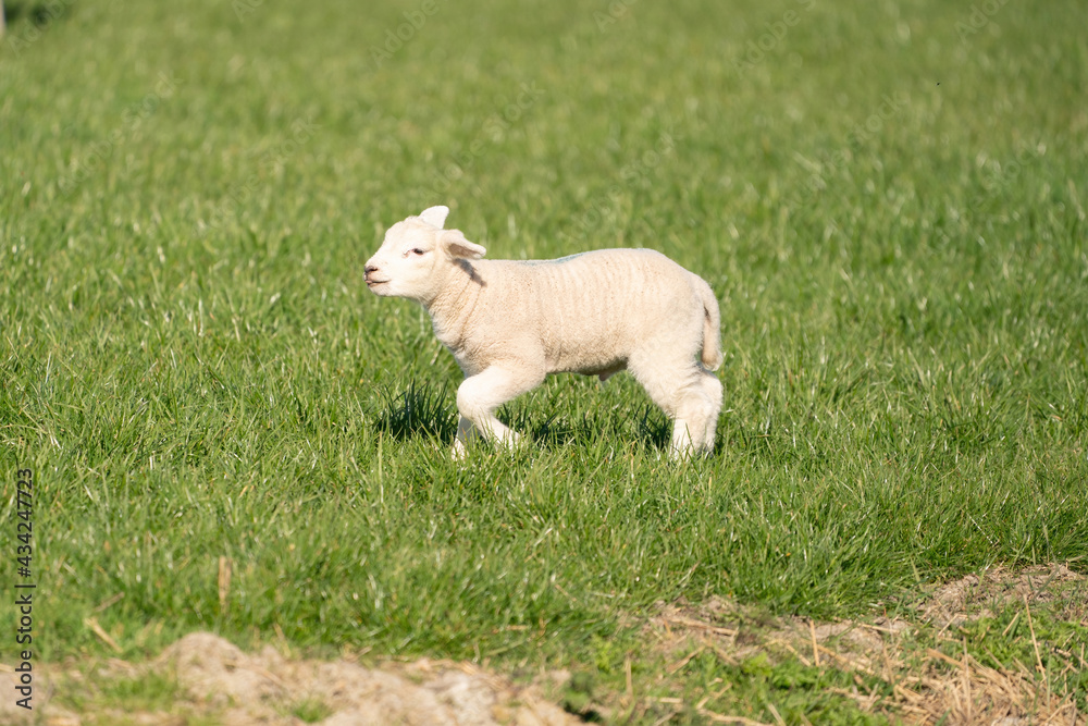 A newborn white lamb jumps and frolics in the fresh green grass. On a spring morning A newborn white lamb jumps and frolics in the fresh green grass. On a spring morning