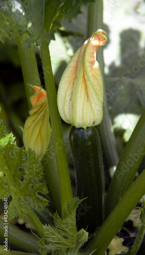 jeune courgette
