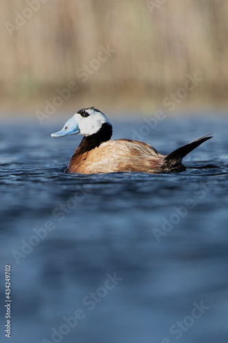 Male White-headed duck with beak and rutting plumage in a wetland in the center of the Iberian Peninsula with the lights of dawn