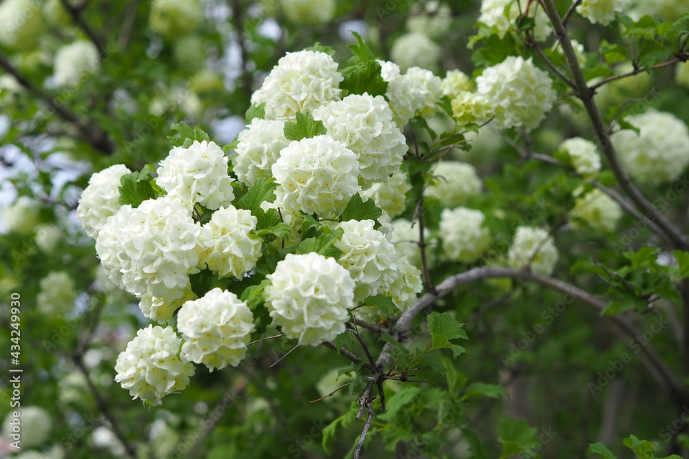 The white viburnum tree and its many flowers in spring,