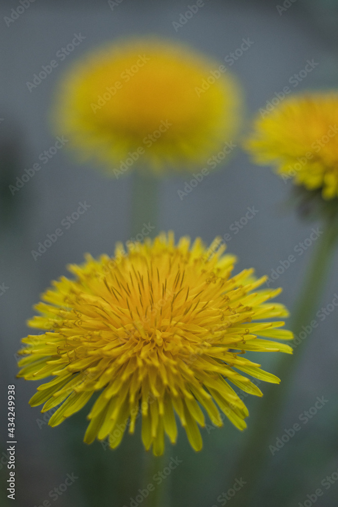 young dandelion