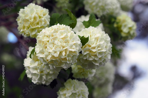The white viburnum tree and its many flowers in spring,